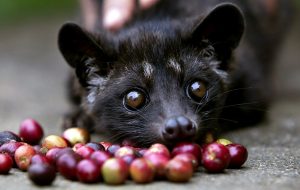 A four month old Luwak is tempted by some red coffee beans at the BAS Coffee plantation January 20, 2011 in Tapaksiring, Bali, Indonesia. The Luwak coffee is known as the most expensive coffee in the world because of the way the beans are processed and the limited supply. The Luwak is an Asian palm civet, which looks like a cross between a cat and a ferret. The civet climbs the coffee trees to find the best berries, eats them, and eventually the coffee beans come out in its stools as a complete bean. Coffee farmers then harvest the civet droppings and take the beans to a processing plant. Luwak coffee is produced mainly on the islands of Sumatra, Java, Bali and Sulawesi in the Indonesian Archipelago, and also in the Philippines.