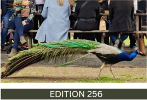Image of peacock with writing advising edition 256 of the enewsletter.